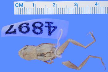 Media type: image; Herpetology A-4897